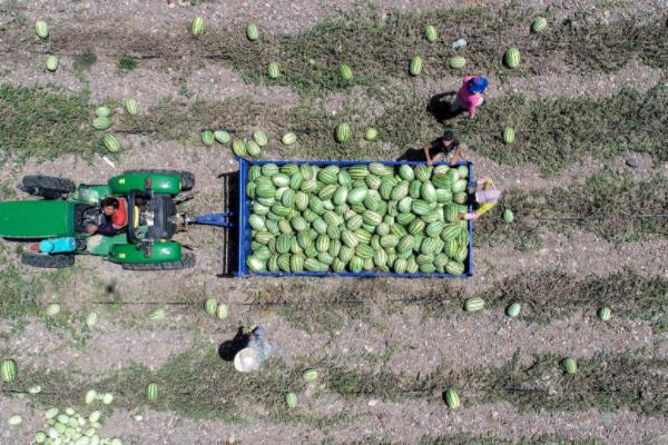 宁夏禁止种植硒砂瓜补偿政策,宁夏禁止种植硒砂瓜