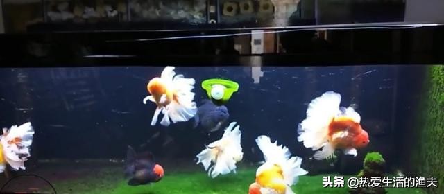 金鱼喂什么才能长得快,兰寿金鱼怎么喂长得又肥又大