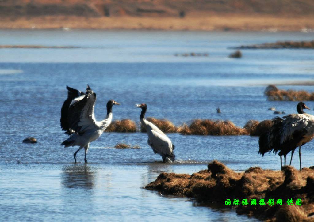 云南昭通大山包黑颈鹤攻略,云南黑颈鹤旅游