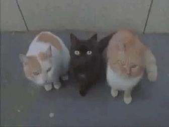 暴风哭泣第二弹,暴风哭泣后续