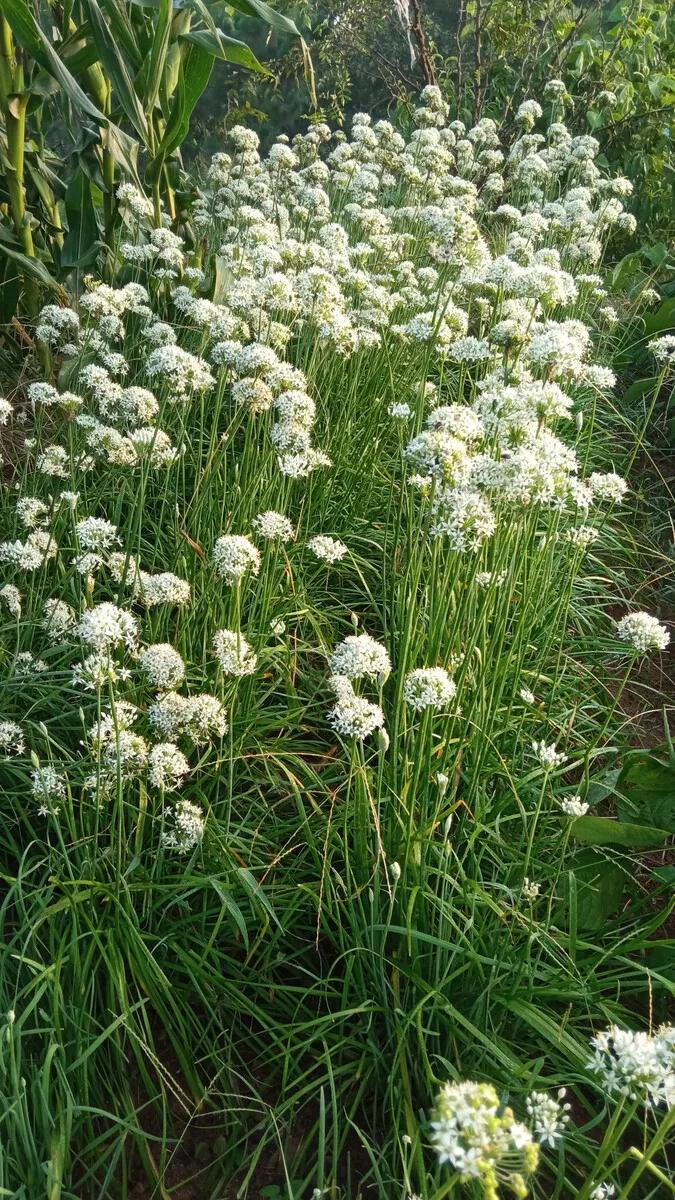 清新的花可以做什么菜,做菜点缀可食用的花