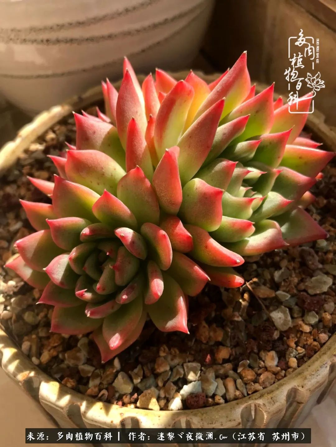 围观多肉版武林大会，一起穿越吧,下