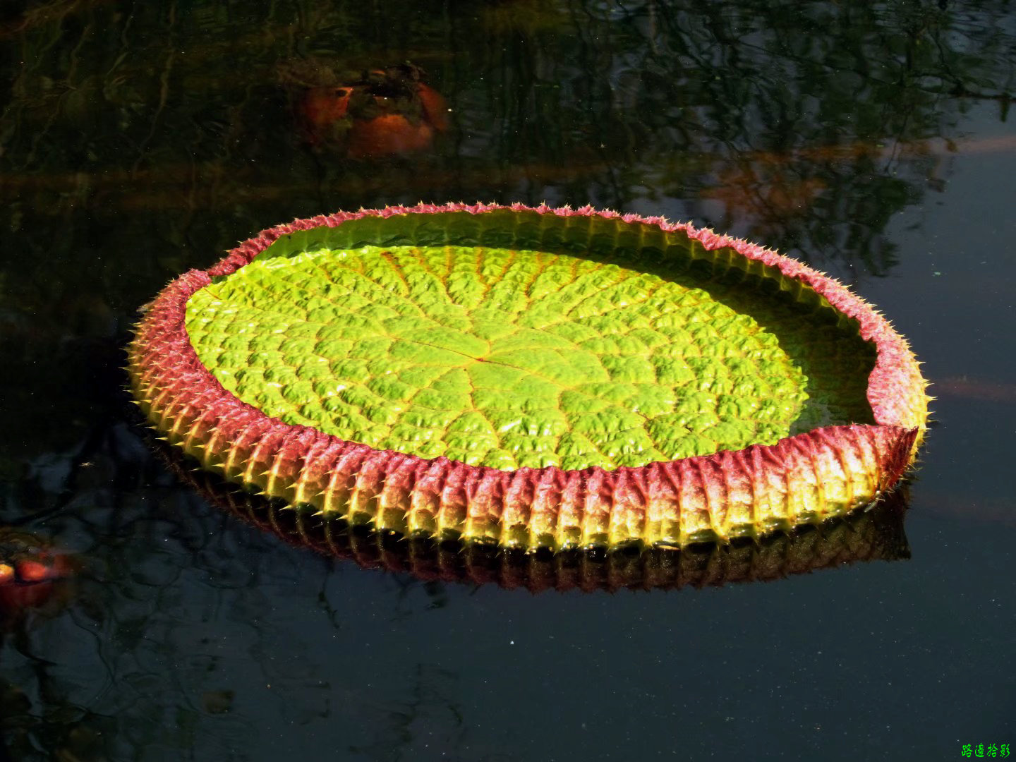 广州莲花山游记,广州莲花山风景