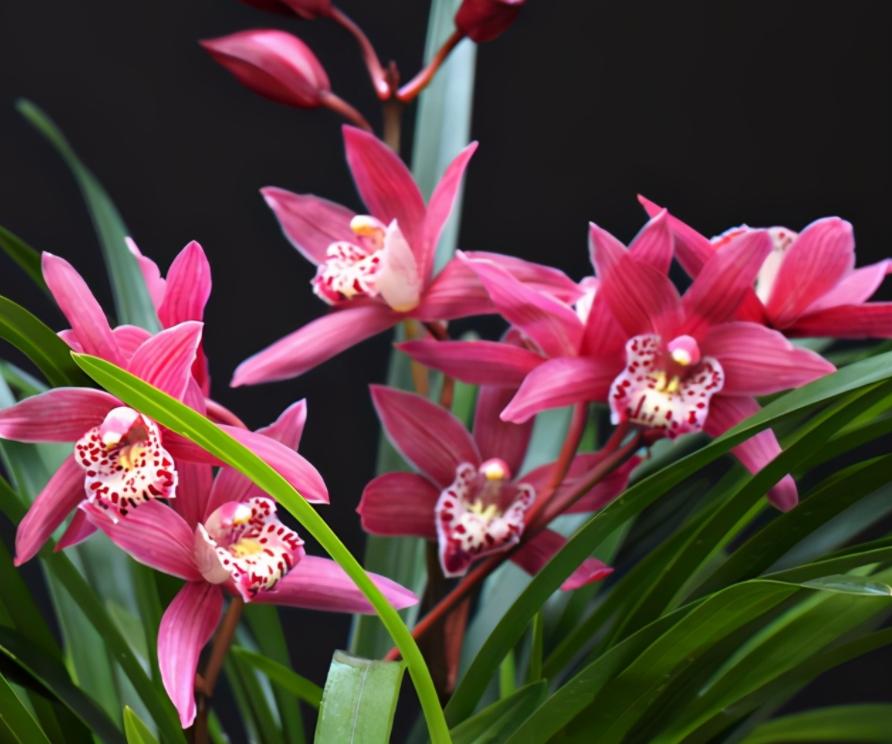 兰花十一月开花的是什么兰,11月开花的兰花一般是什么兰