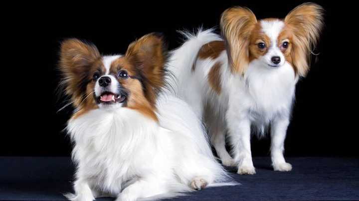 最齐全的狗狗品种介绍及图片,带你了解一下常见狗狗的品种