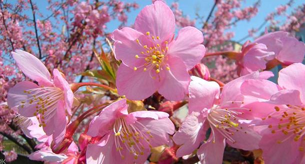 热门的樱花又到最佳种植季,什么樱花适合盆栽