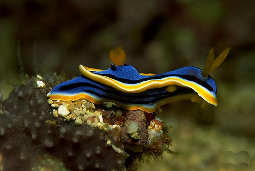 闆岄泟寮備綋鎬庝箞绻佹畺,闆岄泟寮備綋濡備綍绻佹畺