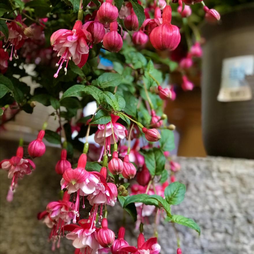 今年流行网红花,漂亮又好看的网红花