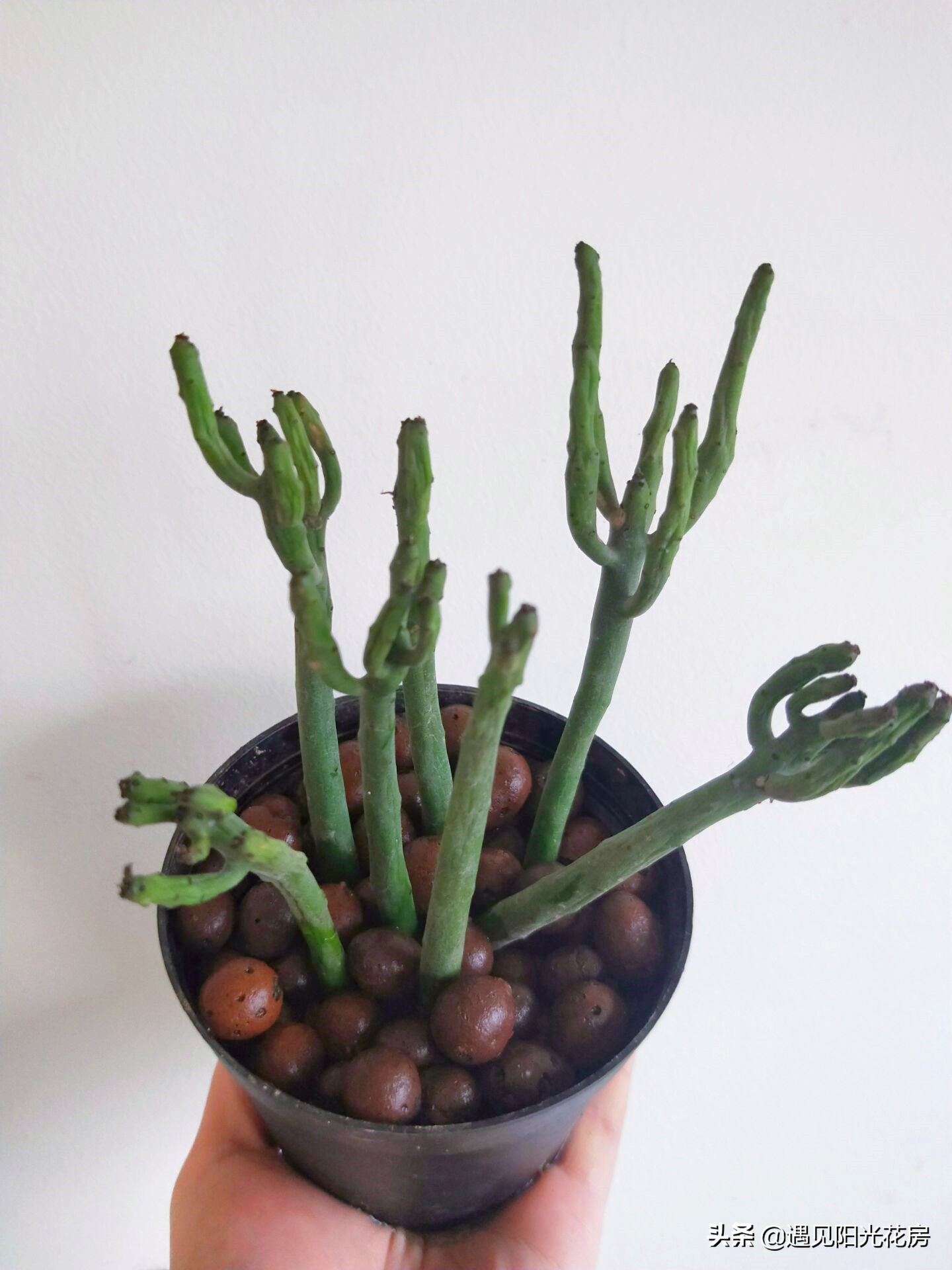 树干发黄发硬怎么回事,光棍树杆子干瘪是什么原因