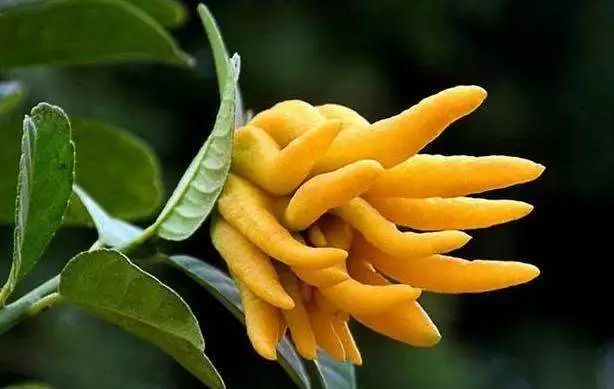 真的是活久见！长成这样居然能吃？