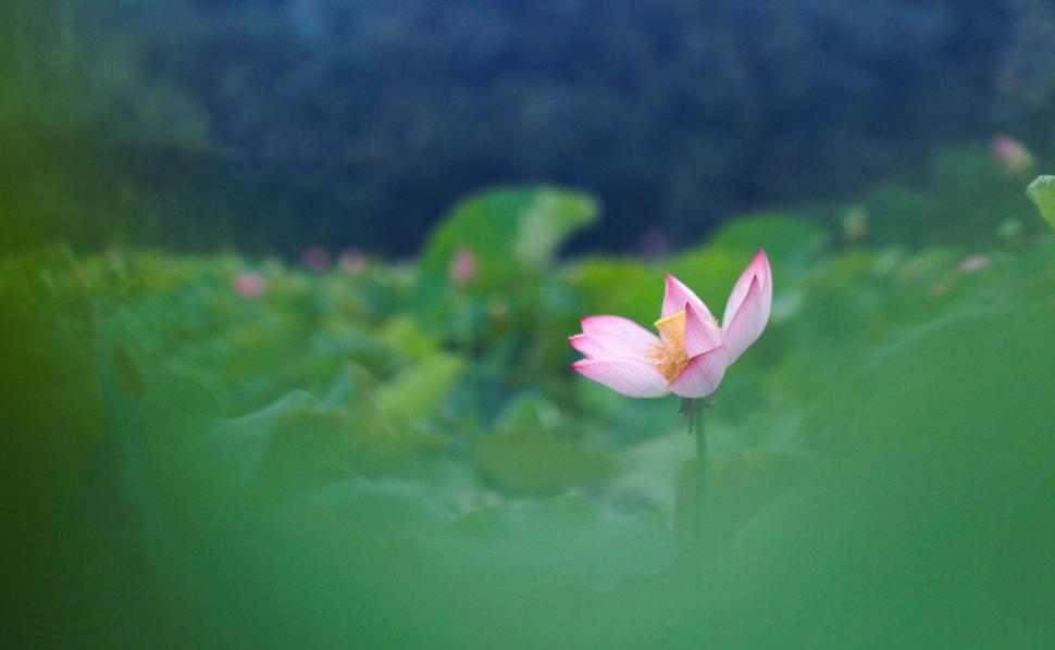 诗词欣赏诗词中的夏天,关于夏天的经典古诗词欣赏