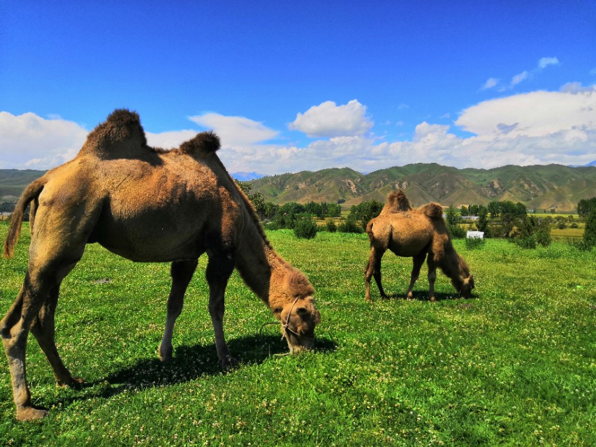 沈阳自驾新疆游攻略,沈阳自驾南疆最佳路线