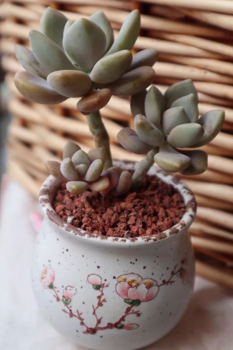 多肉名字怎么记,多肉的品种图片及名字寓意