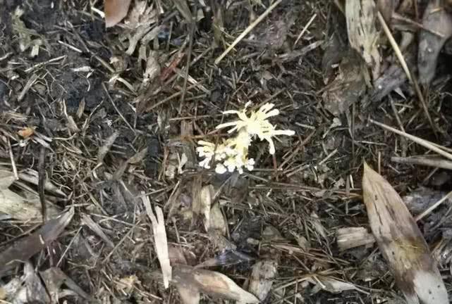 虫子被寄生了还能活着吗,虫子被寄生还能活吗