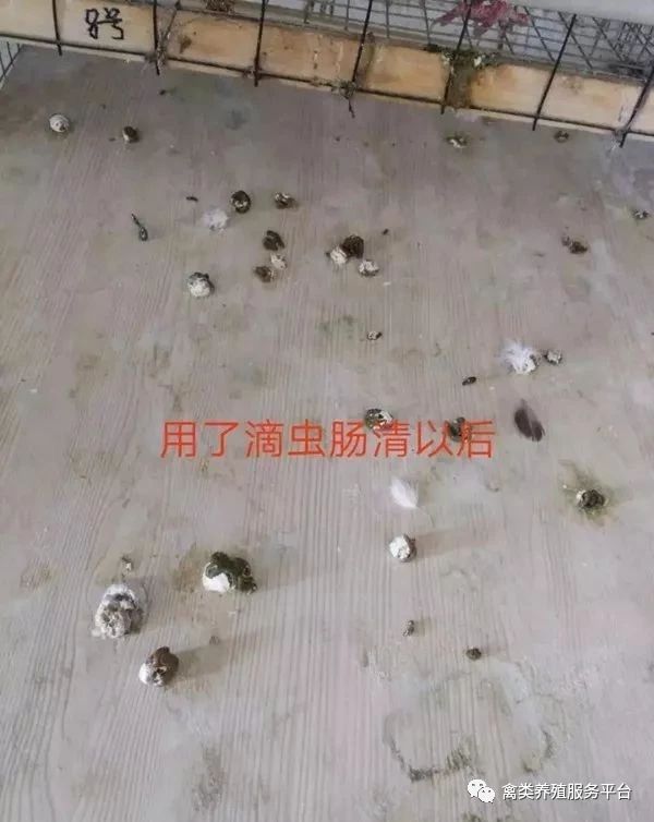 鸽子蛋一颗值多少钱,一枚鸽子蛋能够卖出多少价钱