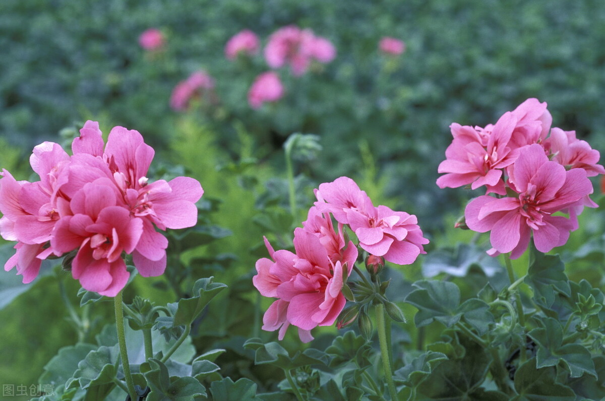 郁郁葱葱的多肉植物,适合阳光足的一年四季开花的植物