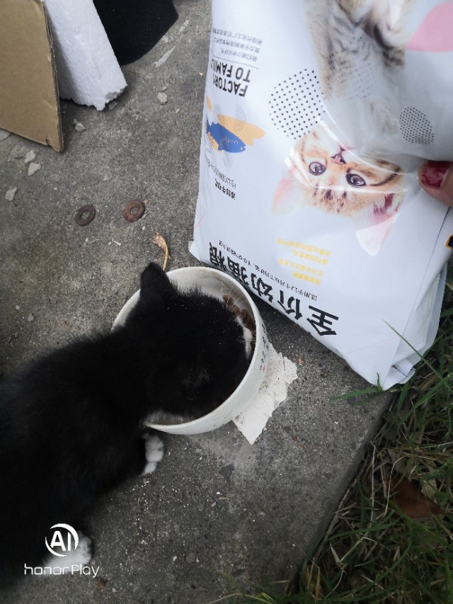 猫宠物推荐,猫宠物视频大全搞笑