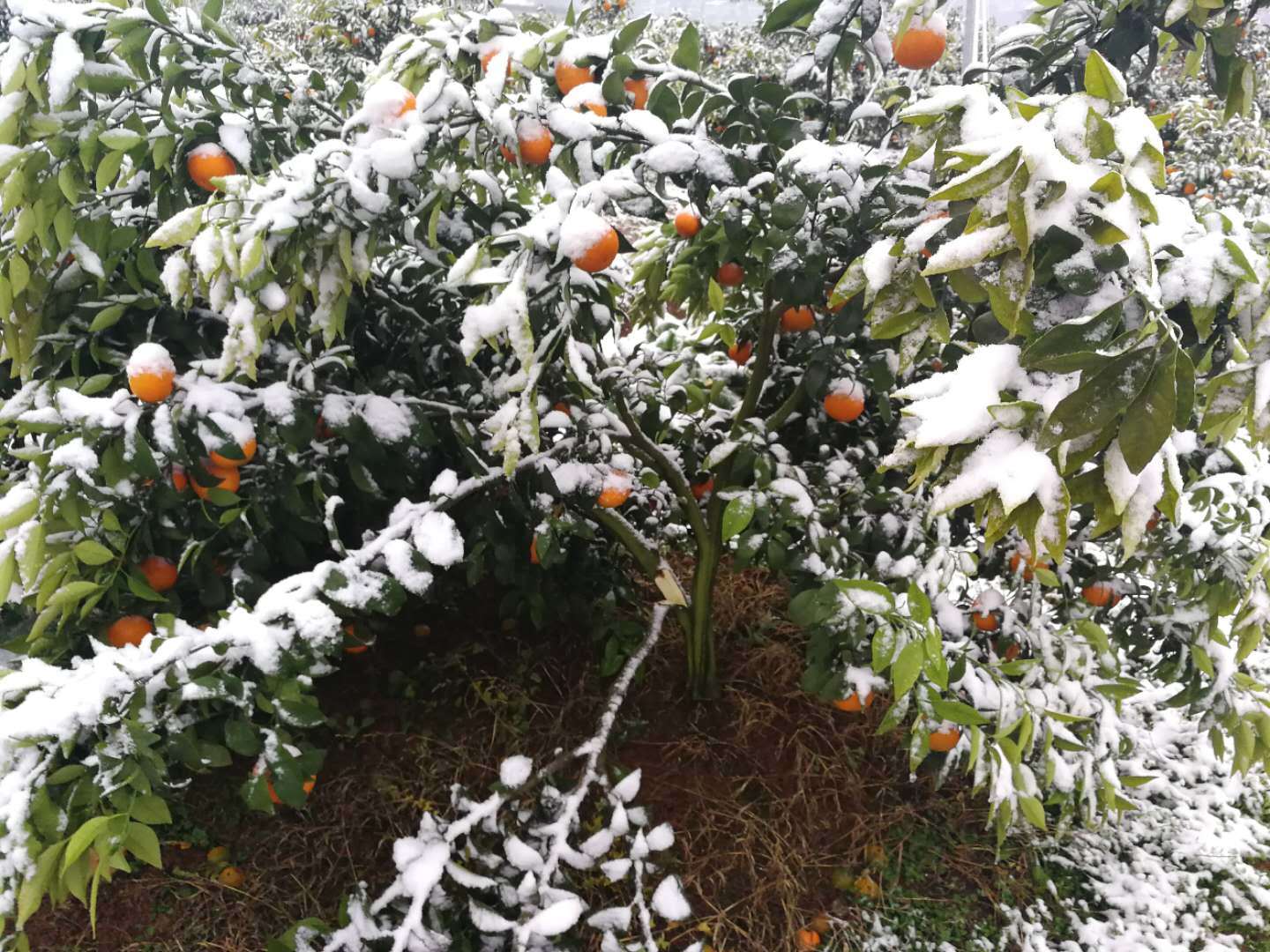 今年哪些地方的柑橘受到冻害,柑桔寒潮