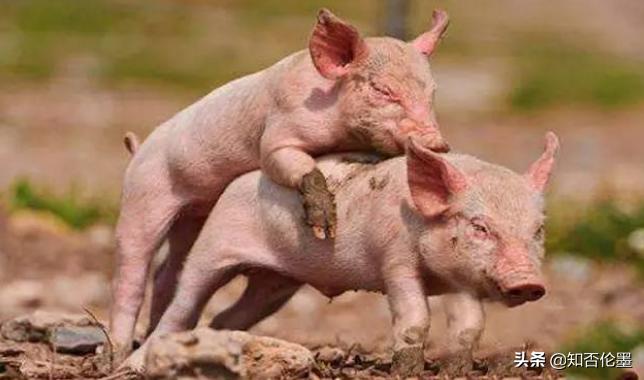 当前农村投资最赚钱的行业有哪些,10000元左右的农村赚钱的小型机器