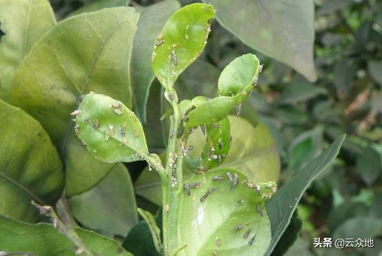 用什么药物可以防治柑橘木虱?,如何防治枝梢类害虫