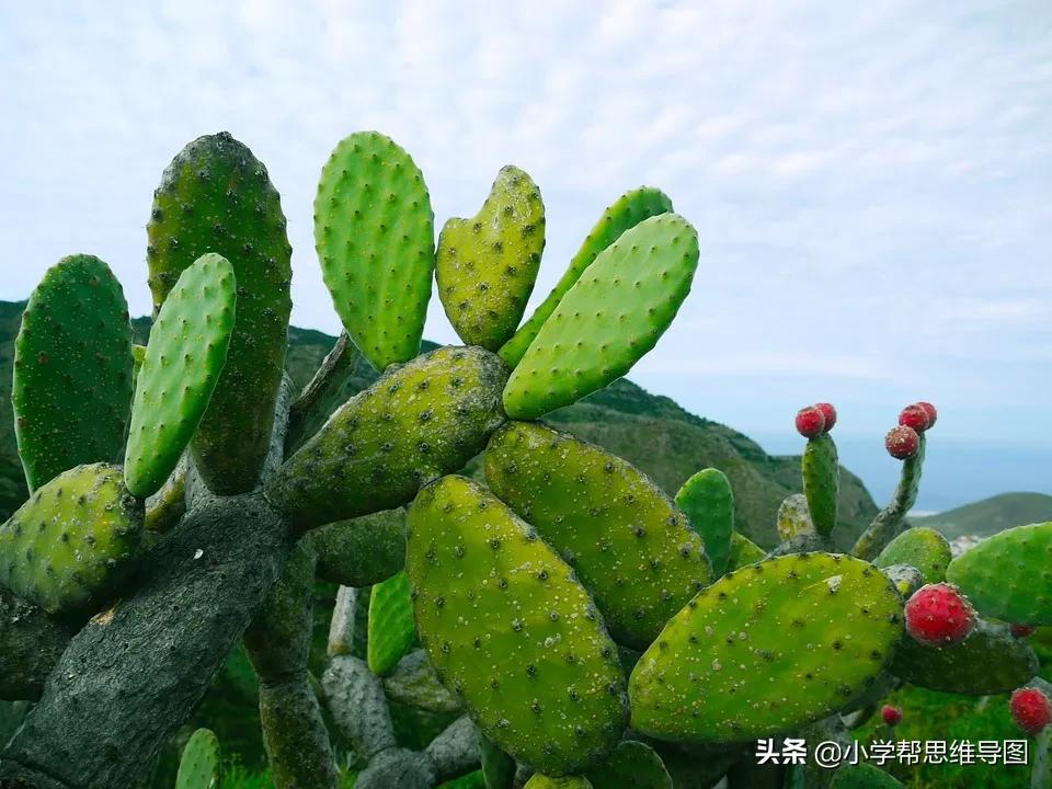 五年级上册各单元写作范文,回顾2020优秀作文范文5篇