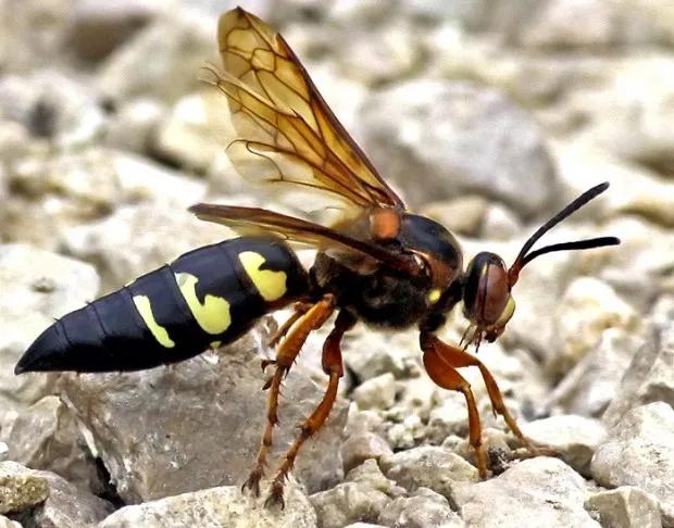 菜园里有白色的小飞虫,菜园里的神奇昆虫在哪里