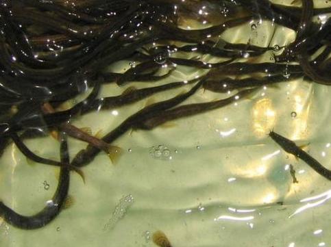 台湾泥鳅养殖方法及饲料配方,有机沼液泥鳅养殖技术