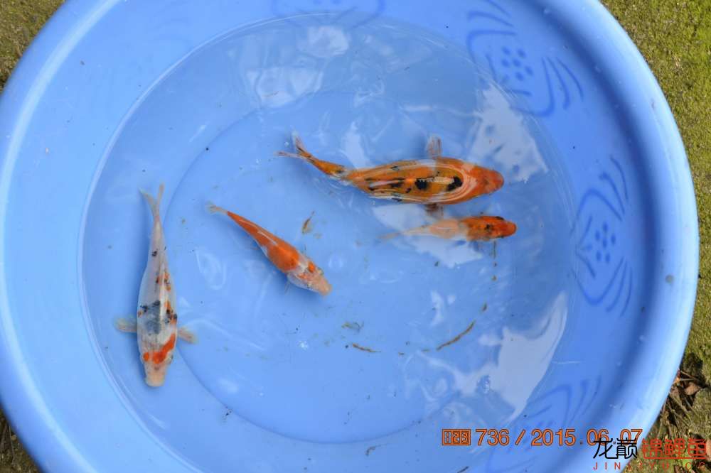 锦鲤苗成长,日本锦鲤水花苗成长