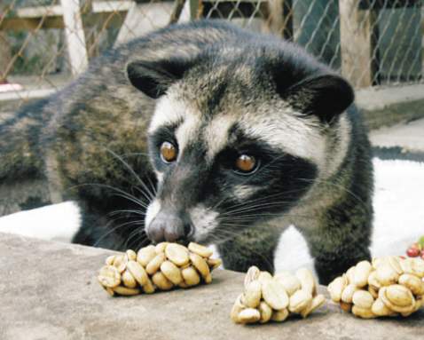 猫屎咖啡为什么这么昂贵,真正的猫屎咖啡多少钱一杯