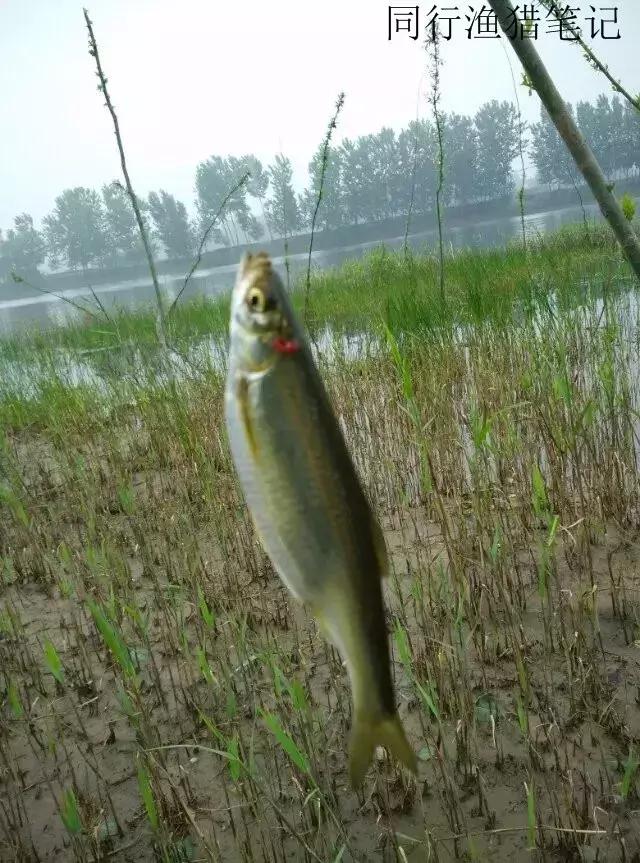 钓鱼记录2019,最新的钓鱼日记