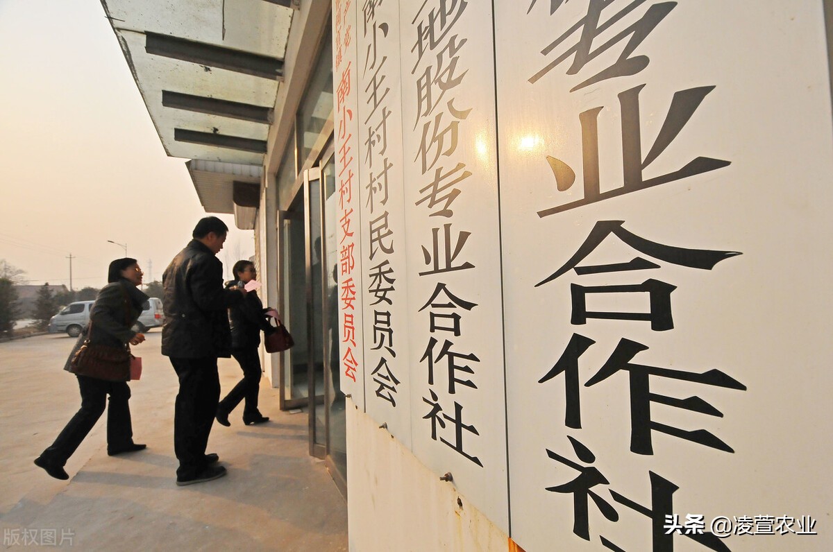 新型三位一体合作社,合作社三位一体