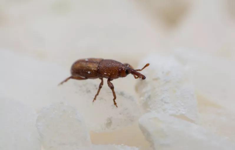 顾小稻说丨天气一热,米虫出没,除米虫这招最好使