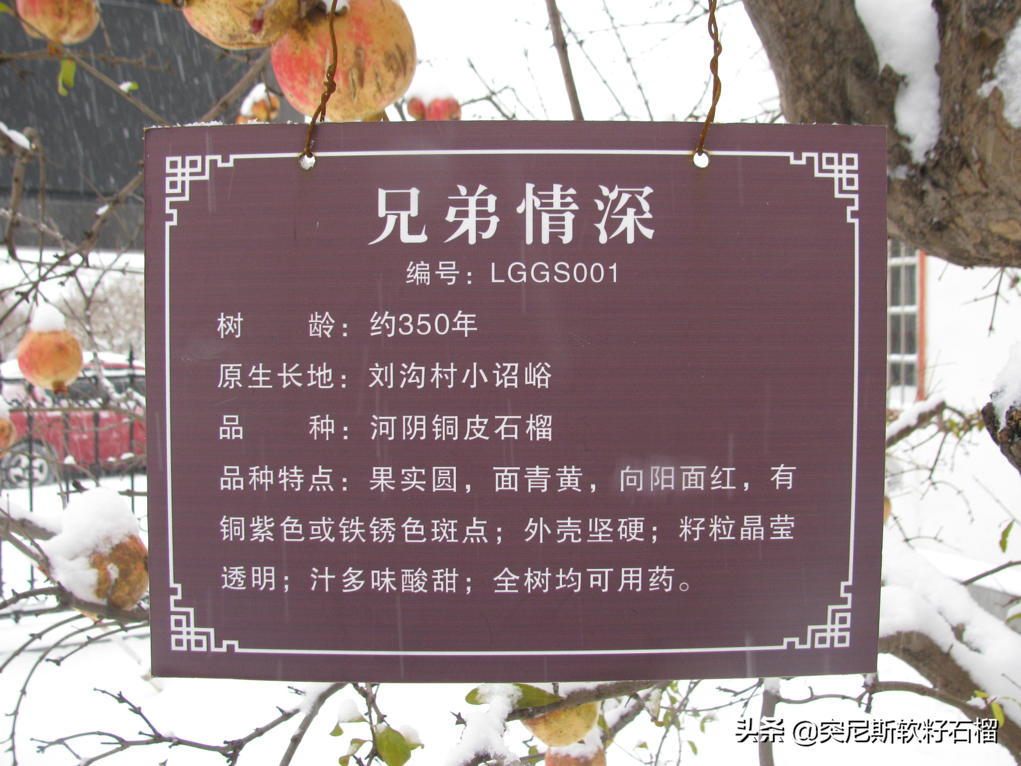 你对突尼斯软籽石榴了解多少,突尼斯软籽石榴的正确打开方式