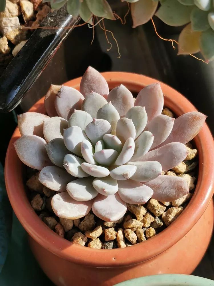 适合北方阳台党养的多肉,适合养在北阳台的多肉