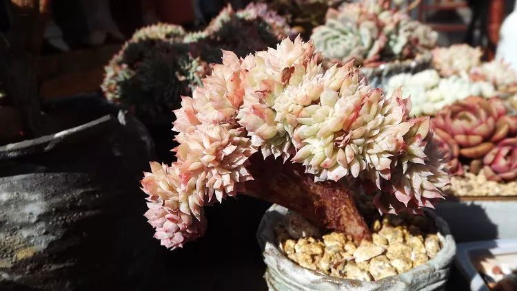 爱机车,爱多肉,宝妈花姐的诗和远方