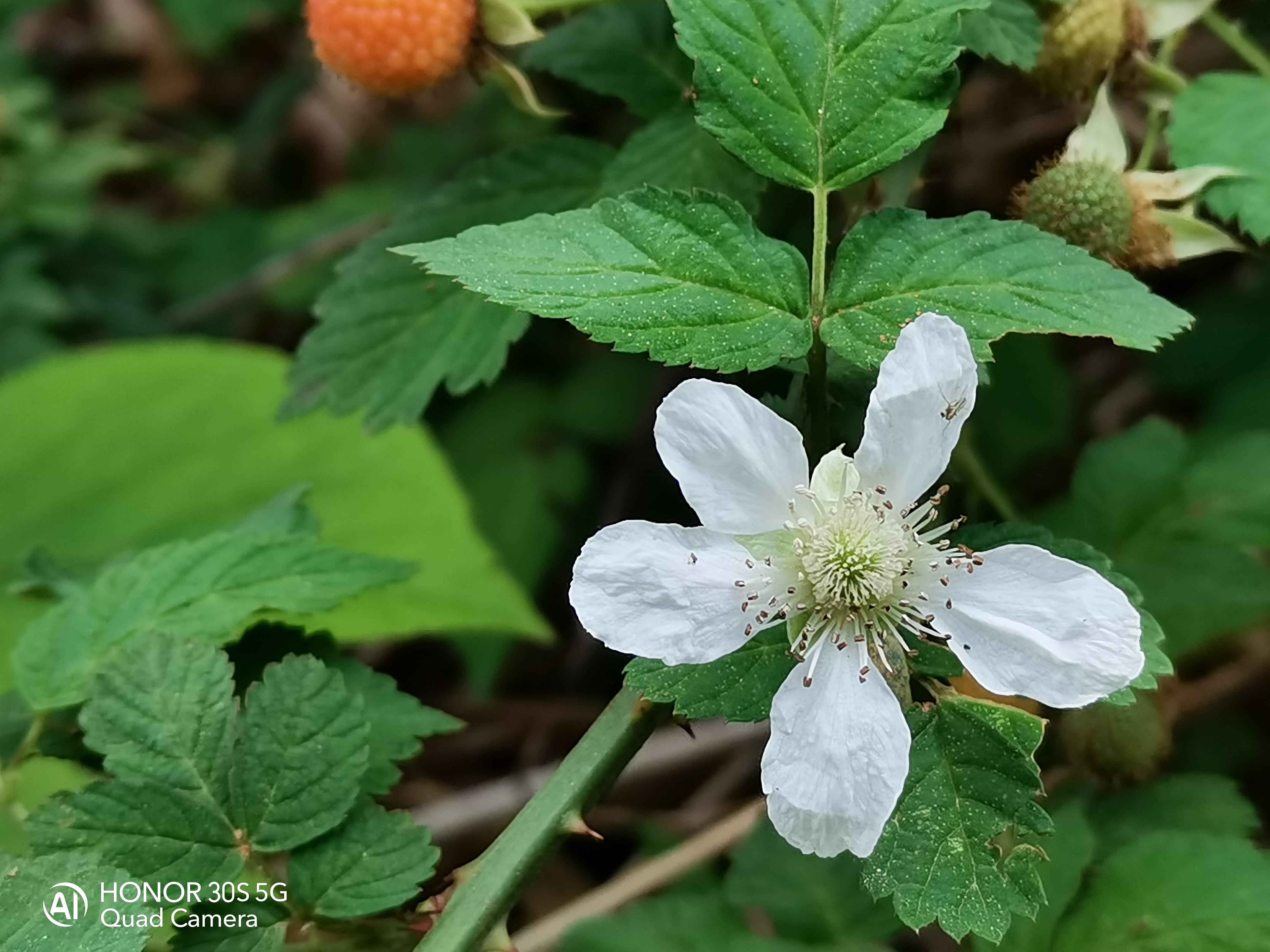 两千五块钱的荣耀手机性价比,两千以内5g荣耀系列手机推荐