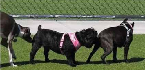 为什么狗狗见面就闻屁屁,狗狗总是爱闻主人的屁屁