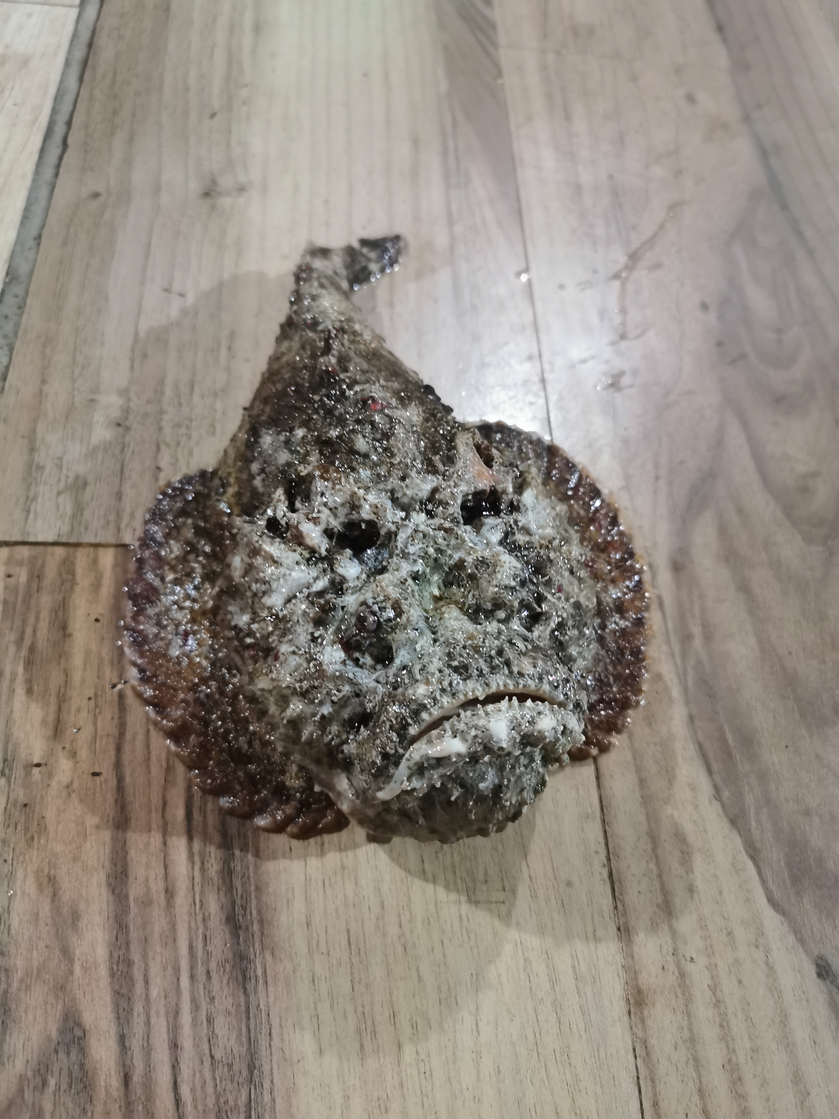 去印尼美娜多旅游攻略,印尼美娜多怎么玩