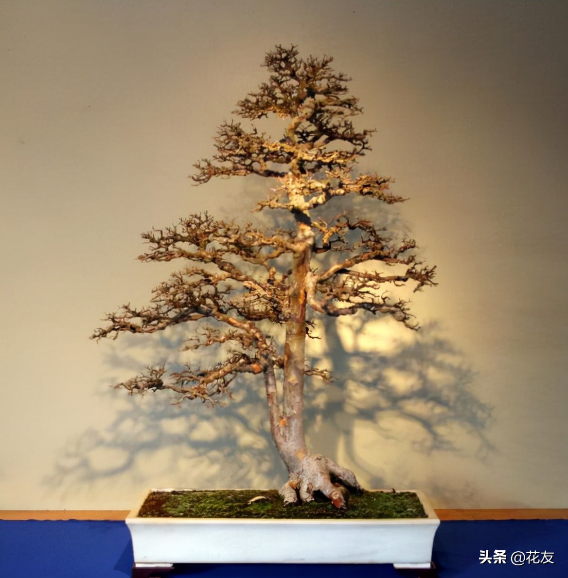 盆景树桩更显沧桑老态,论述树桩盆景根部造型的主要方法