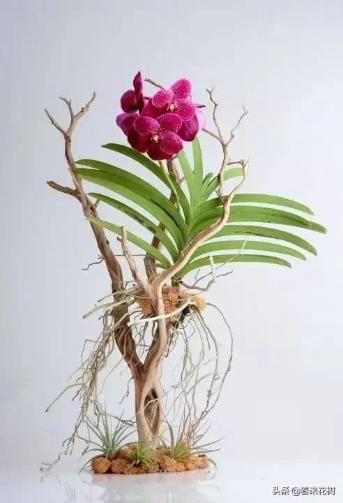 绚烂多彩的神奇植物,一种特别神奇的植物