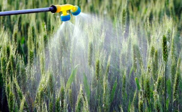 小麦进入灌浆期后怎么能高产,小麦灌浆期的田间管理