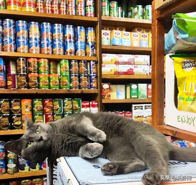 很火的宠物猫名字有哪些,比较出名的宠物猫店铺名字