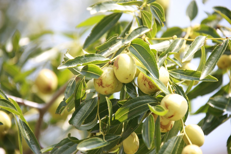 米亚罗-大美理礼县