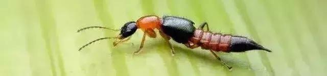 隐形虫出没地方,虫出没名场面