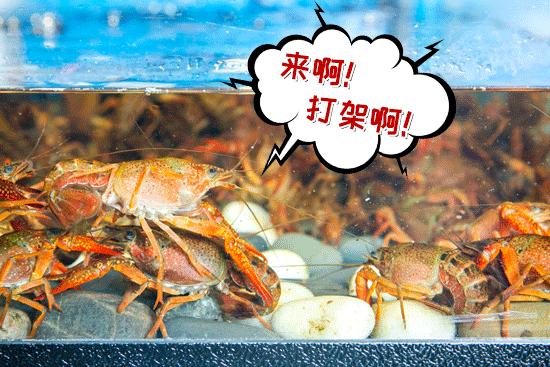 200多道菜只要20多元,200个菜只要20块钱