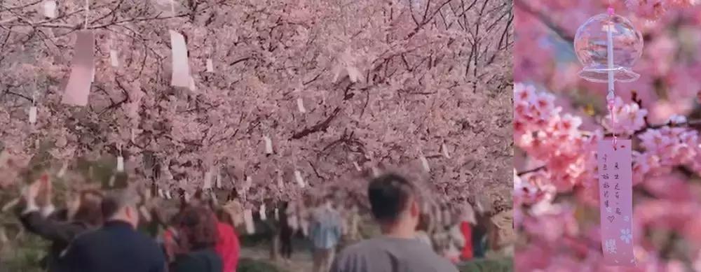 染井吉野樱花江浙沪,染井吉野樱花期10天