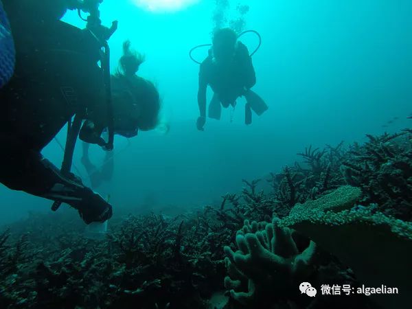 海蛞蝓和寄生虫,海蛞蝓和藻类的关系