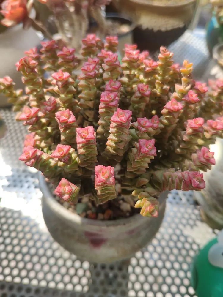 每一棵多肉都承载了一段时光,每一棵多肉都是独一无二