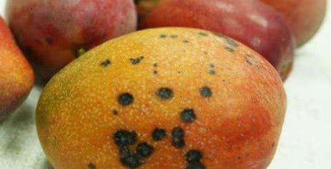 芒果有黑点还可以吃么,芒果有黑点了还能不能吃