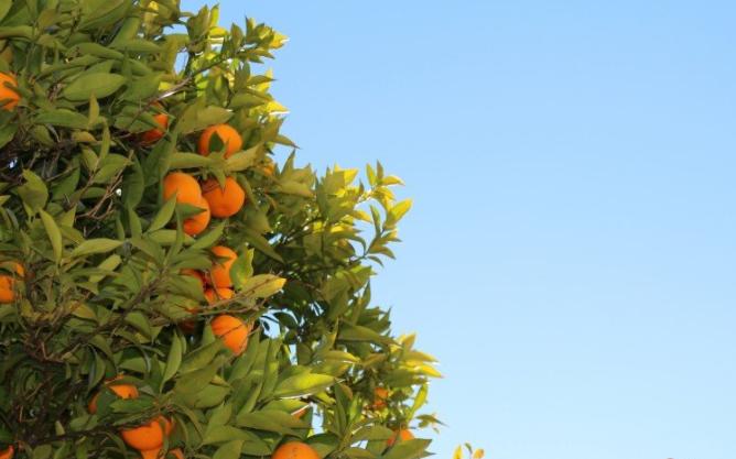 丑橘应该如何种？科学的管理让丑橘味美汁多吃不腻，快来学习